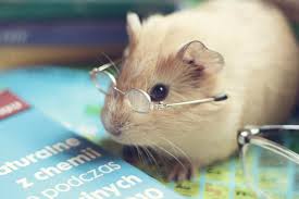 guinea pig reading.jpg